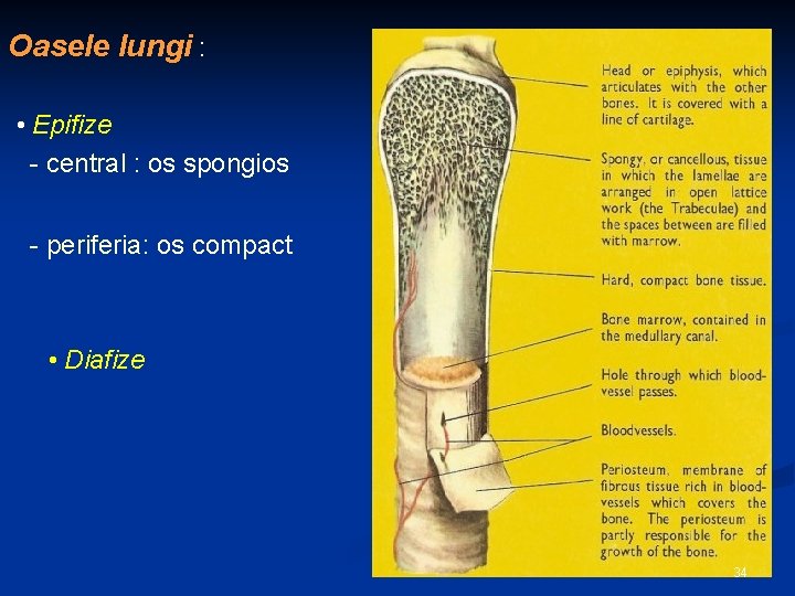 Oasele lungi : • Epifize - central : os spongios - periferia: os compact