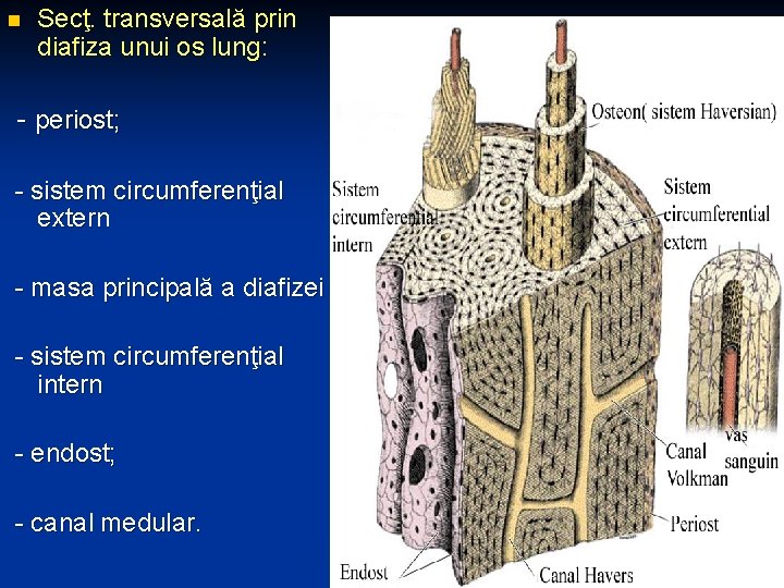 n Secţ. transversală prin diafiza unui os lung: - periost; - sistem circumferenţial extern
