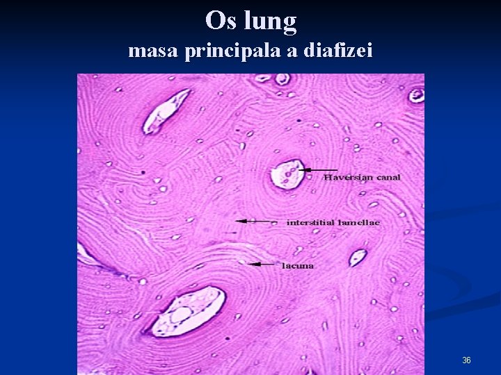 Os lung masa principala a diafizei 36 