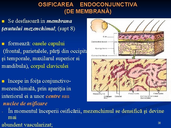 OSIFICAREA ENDOCONJUNCTIVA (DE MEMBRANĂ) Se desfasoară in membrana ţesutului mezenchimal; (sapt 8) n formează: