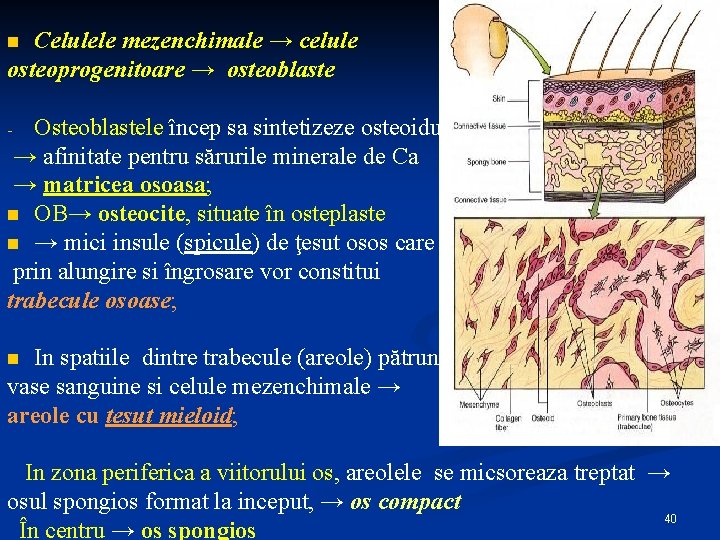 Celulele mezenchimale → celule osteoprogenitoare → osteoblaste n Osteoblastele încep sa sintetizeze osteoidul →