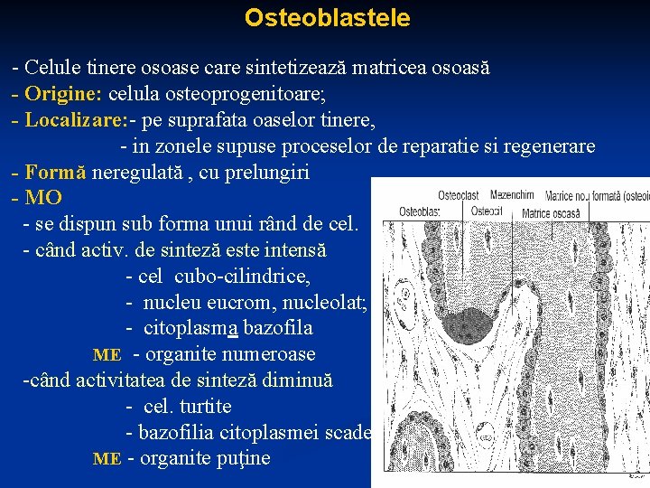 Osteoblastele - Celule tinere osoase care sintetizează matricea osoasă - Origine: celula osteoprogenitoare; -