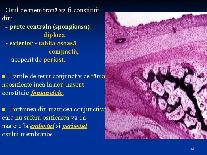 Osul de membrană va fi constituit din: - parte centrala (spongioasa) – diploea -