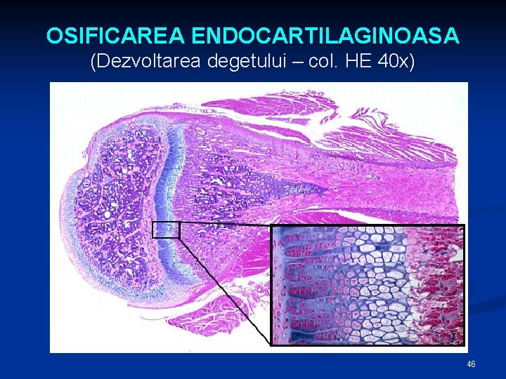 OSIFICAREA ENDOCARTILAGINOASA (Dezvoltarea degetului – col. HE 40 x) 46 