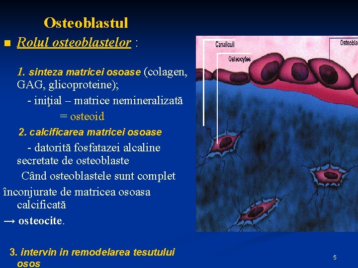 Osteoblastul n Rolul osteoblastelor : 1. sinteza matricei osoase (colagen, GAG, glicoproteine); - iniţial