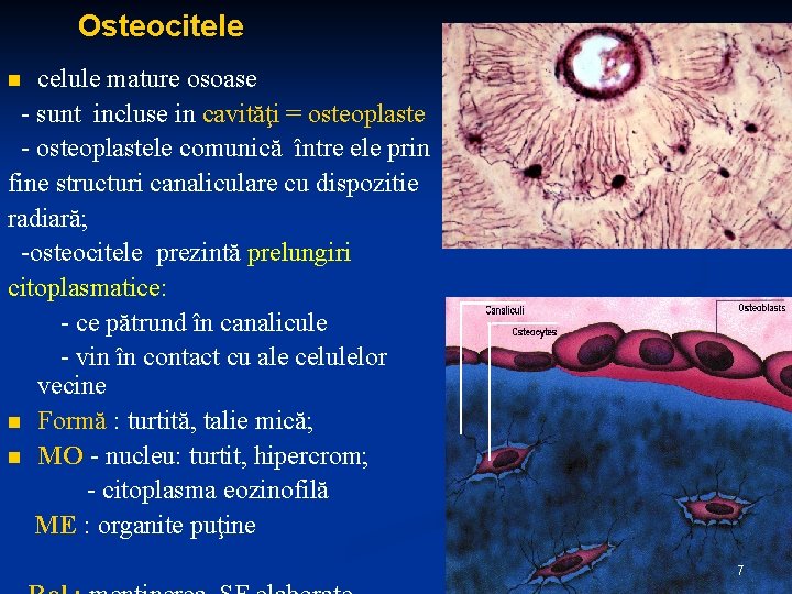 Osteocitele celule mature osoase - sunt incluse in cavităţi = osteoplaste - osteoplastele comunică