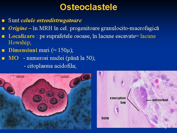 Osteoclastele n n n Sunt celule osteodistrugatoare Origine – în MRH în cel. progenitoare