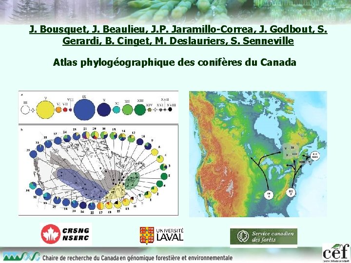 J. Bousquet, J. Beaulieu, J. P. Jaramillo-Correa, J. Godbout, S. Gerardi, B. Cinget, M.
