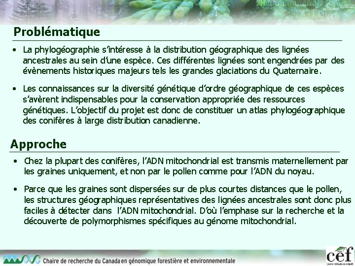 Problématique • La phylogéographie s’intéresse à la distribution géographique des lignées ancestrales au sein