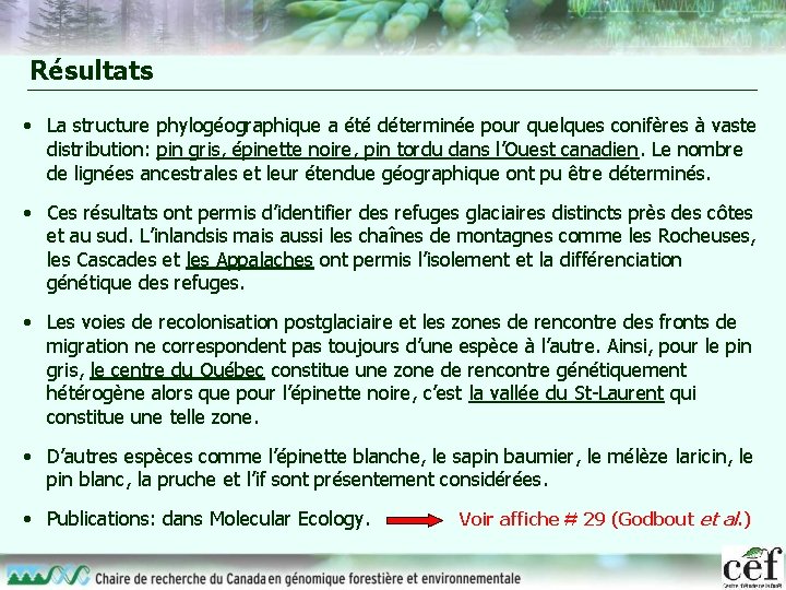 Résultats • La structure phylogéographique a été déterminée pour quelques conifères à vaste distribution: