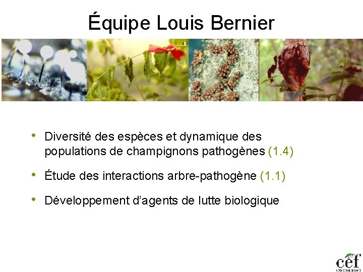 Équipe Louis Bernier • Diversité des espèces et dynamique des populations de champignons pathogènes