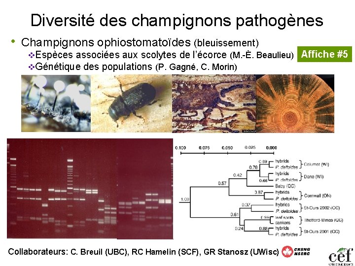 Diversité des champignons pathogènes • Champignons ophiostomatoïdes (bleuissement) v. Espèces associées aux scolytes de