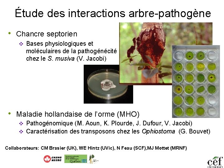 Étude des interactions arbre-pathogène • Chancre septorien v • Bases physiologiques et moléculaires de