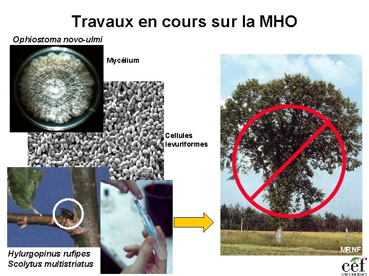 Travaux en cours sur la MHO Ophiostoma novo-ulmi Mycélium Cellules levuriformes Hylurgopinus rufipes Scolytus
