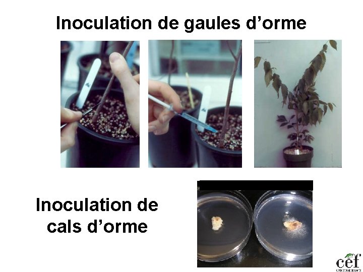 Inoculation de gaules d’orme Inoculation de cals d’orme 