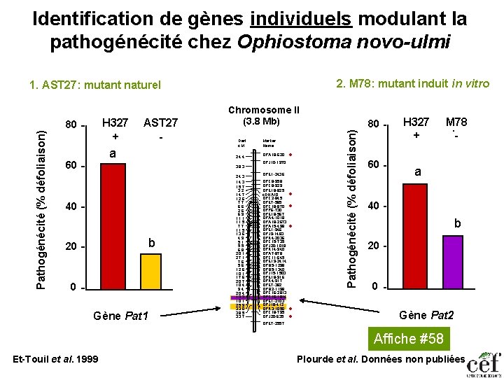 Identification de gènes individuels modulant la pathogénécité chez Ophiostoma novo-ulmi 2. M 78: mutant