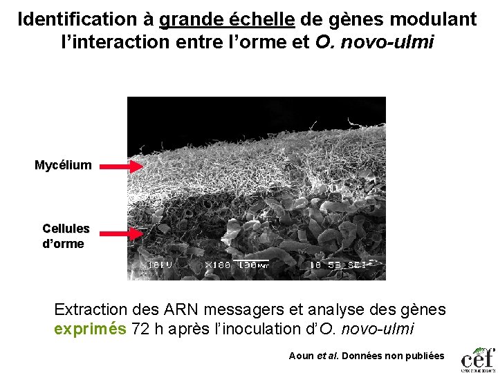 Identification à grande échelle de gènes modulant l’interaction entre l’orme et O. novo-ulmi Mycélium