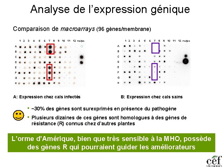 Analyse de l’expression génique Comparaison de macroarrays (96 gènes/membrane) 1 2 3 4 5