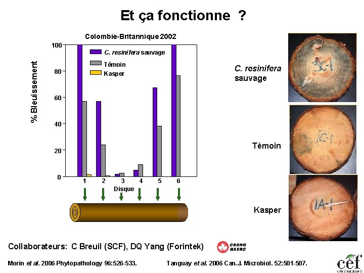 Et ça fonctionne ? Colombie-Britannique 2002 100 % Bleuissement C. resinifera sauvage Témoin Kasper
