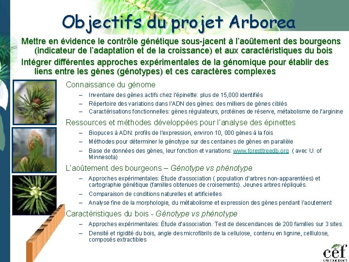 Objectifs du projet Arborea Mettre en évidence le contrôle génétique sous-jacent à l’aoûtement des