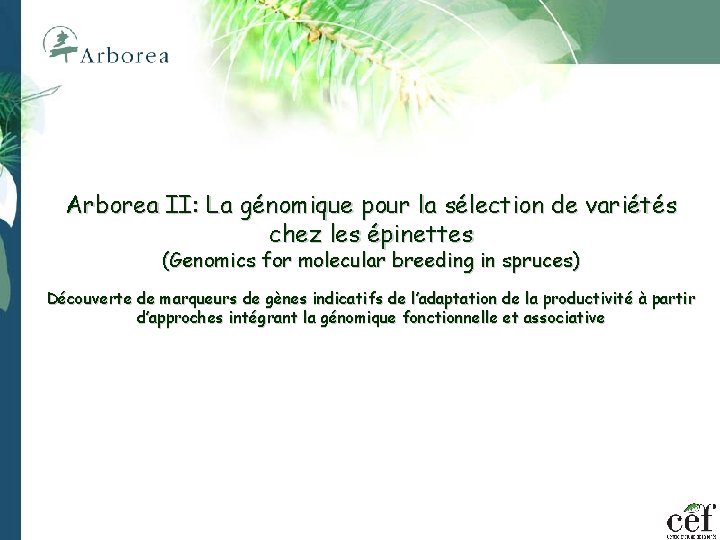 Arborea II: La génomique pour la sélection de variétés chez les épinettes (Genomics for