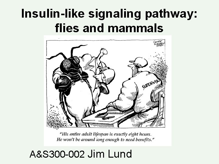 Insulin-like signaling pathway: flies and mammals A&S 300 -002 Jim Lund 