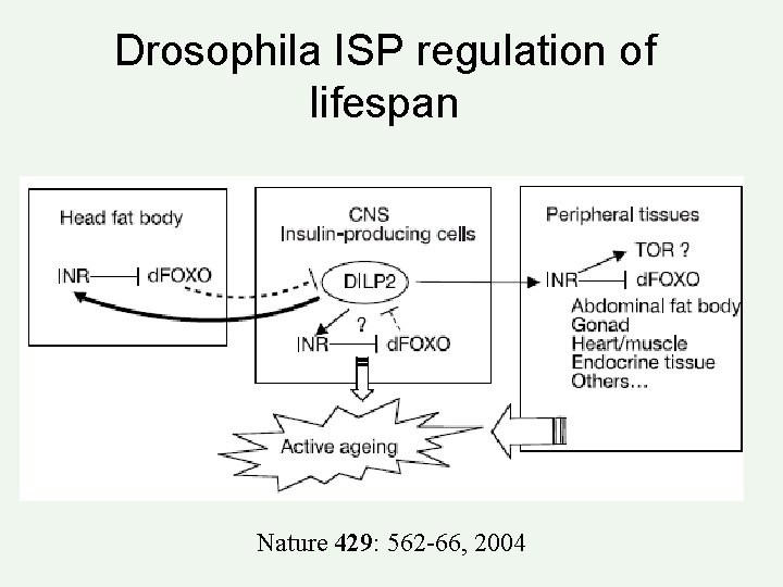 Drosophila ISP regulation of lifespan Nature 429: 562 -66, 2004 