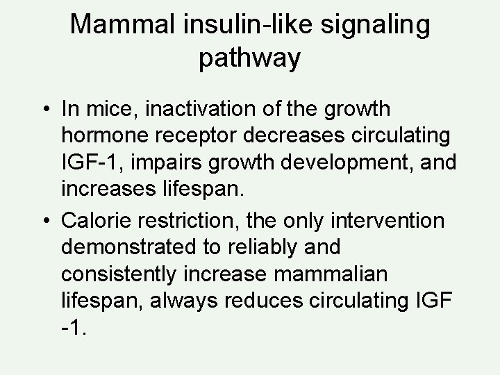 Mammal insulin-like signaling pathway • In mice, inactivation of the growth hormone receptor decreases