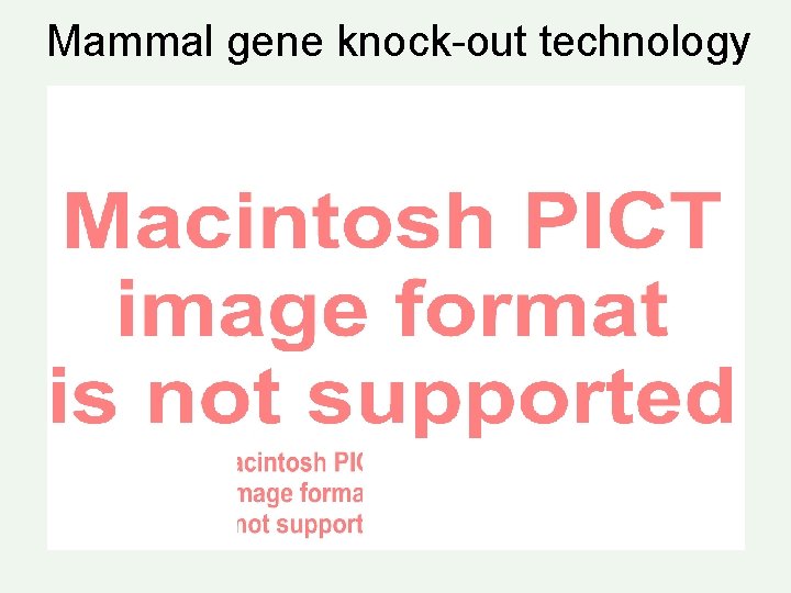 Mammal gene knock-out technology 