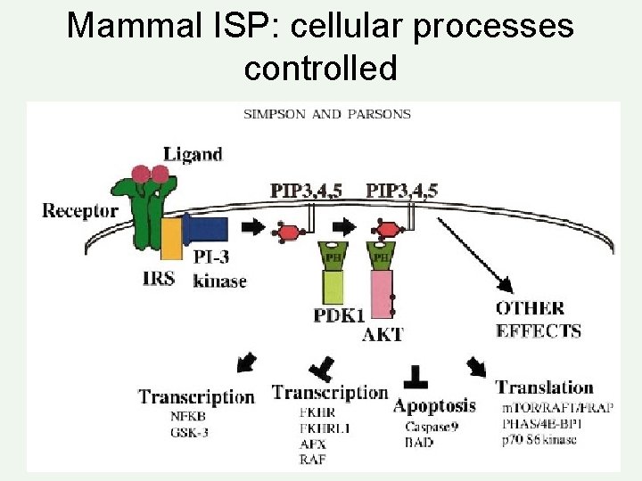 Mammal ISP: cellular processes controlled 