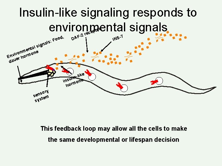 Insulin-like signaling responds to environmental signals tor: , od : Fo als n l