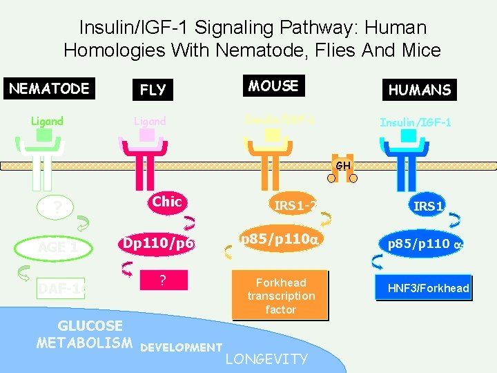 Insulin/IGF-1 Signaling Pathway: Human Homologies With Nematode, Flies And Mice NEMATODE FLY Ligand MOUSE