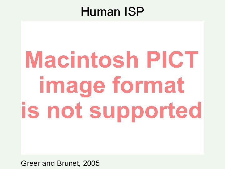 Human ISP Greer and Brunet, 2005 