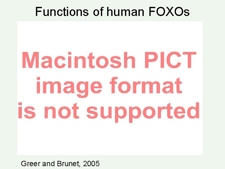 Functions of human FOXOs Greer and Brunet, 2005 