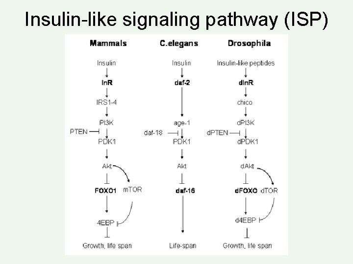 Insulin-like signaling pathway (ISP) 