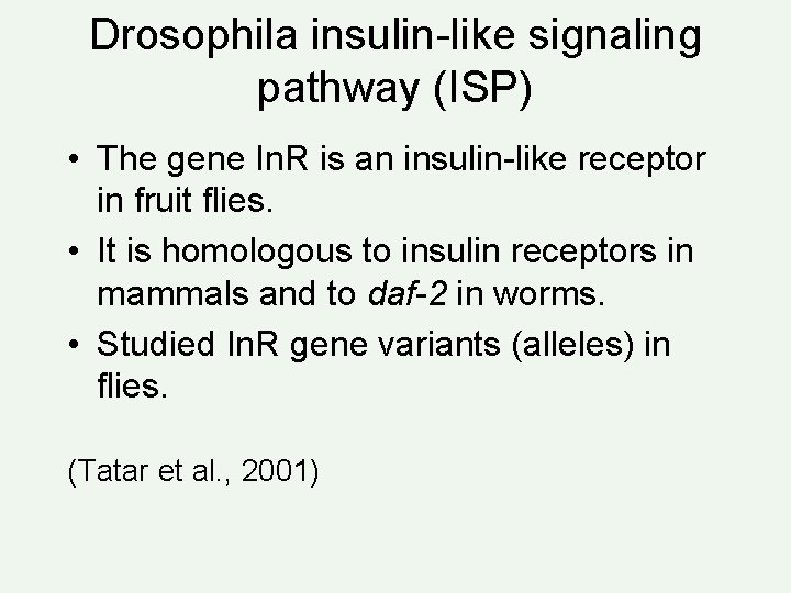 Drosophila insulin-like signaling pathway (ISP) • The gene In. R is an insulin-like receptor