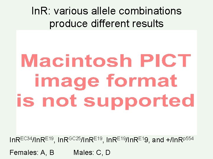 In. R: various allele combinations produce different results In. REC 34/In. RE 19, In.