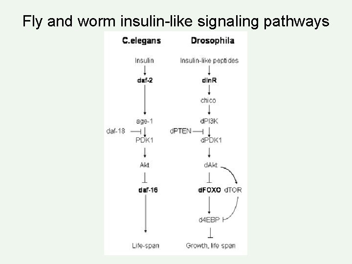 Fly and worm insulin-like signaling pathways 