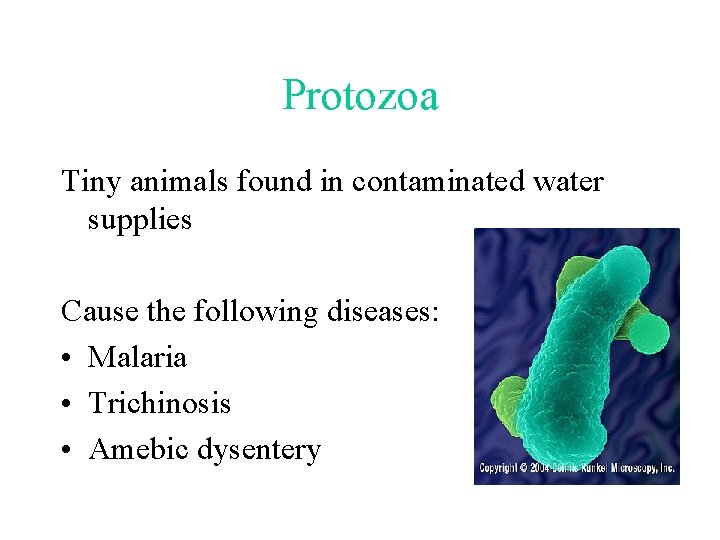 Protozoa Tiny animals found in contaminated water supplies Cause the following diseases: • Malaria