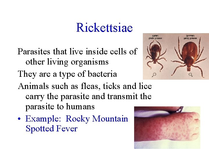 Rickettsiae Parasites that live inside cells of other living organisms They are a type