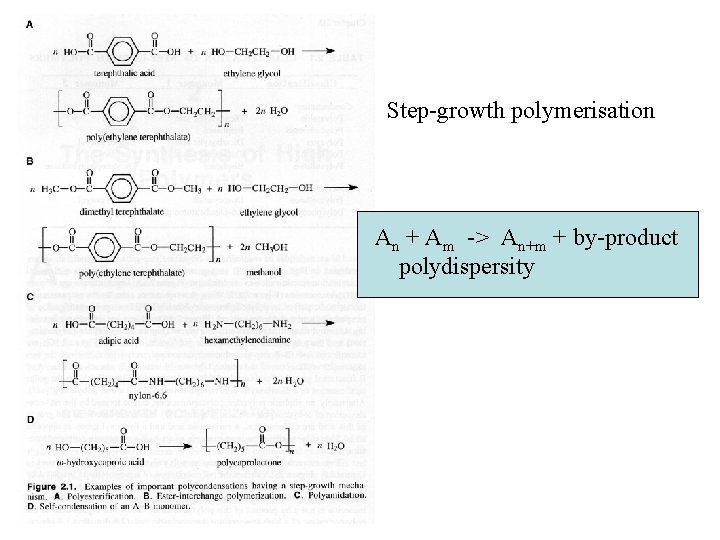 Step-growth polymerisation An + Am -> An+m + by-product polydispersity Step-growth polymerisation An + Am -> An+m + by-product polydispersity