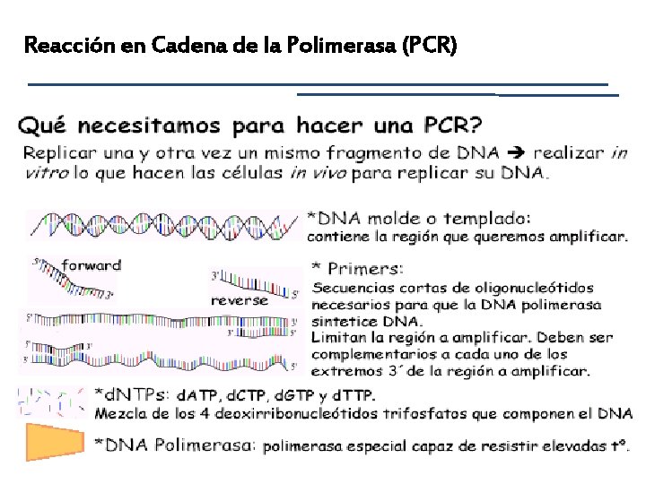 Reacción en Cadena de la Polimerasa (PCR) 