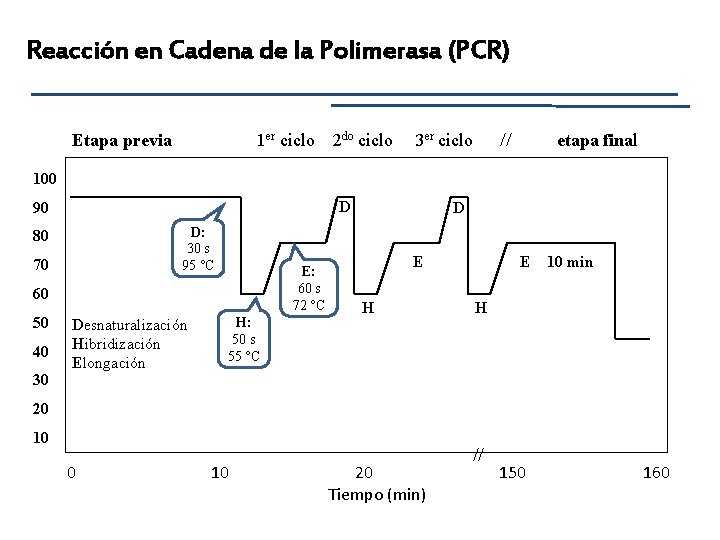 Reacción en Cadena de la Polimerasa (PCR) Etapa previa 1 er ciclo 2 do