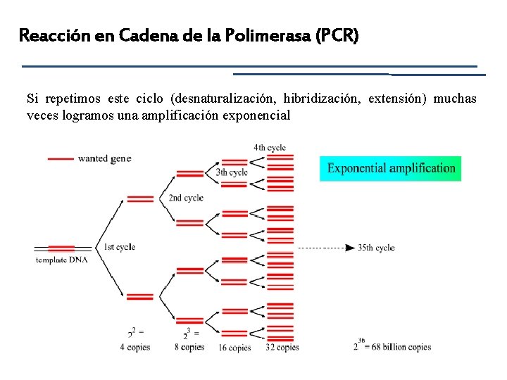 Reacción en Cadena de la Polimerasa (PCR) Si repetimos este ciclo (desnaturalización, hibridización, extensión)