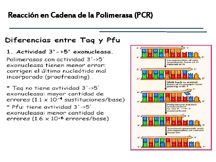 Reacción en Cadena de la Polimerasa (PCR) 