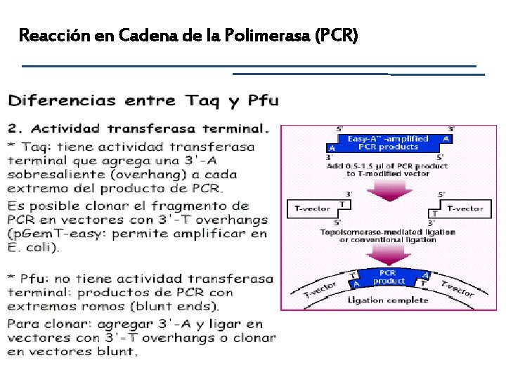 Reacción en Cadena de la Polimerasa (PCR) 