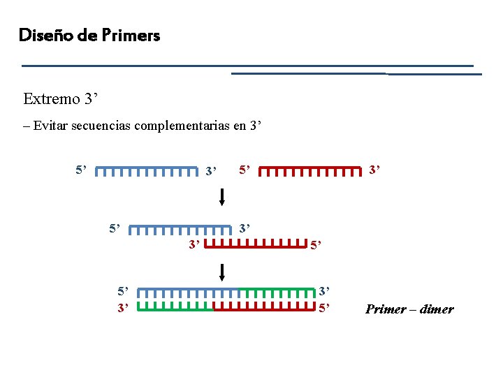 Diseño de Primers Extremo 3’ – Evitar secuencias complementarias en 3’ 5’ 3’ 3’