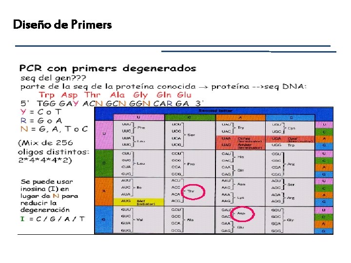 Diseño de Primers 