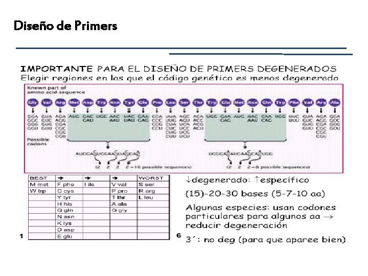 Diseño de Primers 