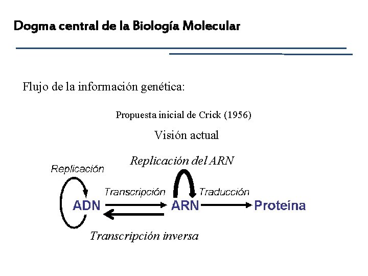 Dogma central de la Biología Molecular Flujo de la información genética: Propuesta inicial de